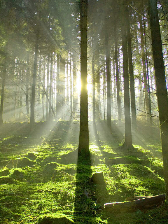 Lichtung in Harzer Wäldern grün sommer